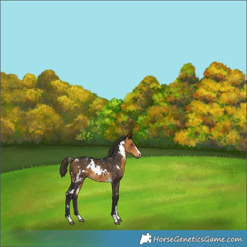 Horse Color:White Spotted Buckskin 