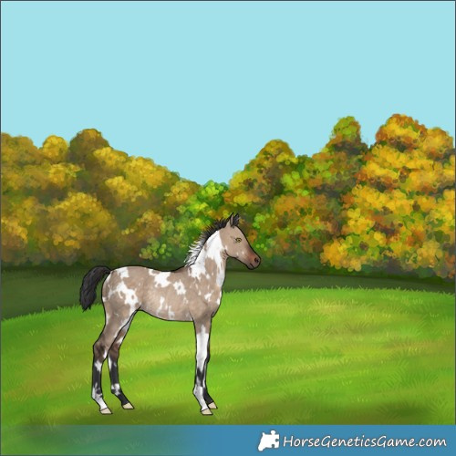 Horse Color:White Spotted Brown Dun Rabicano 