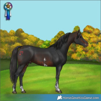 Horse Color:Brown  and Brown Sabino Appaloosa 