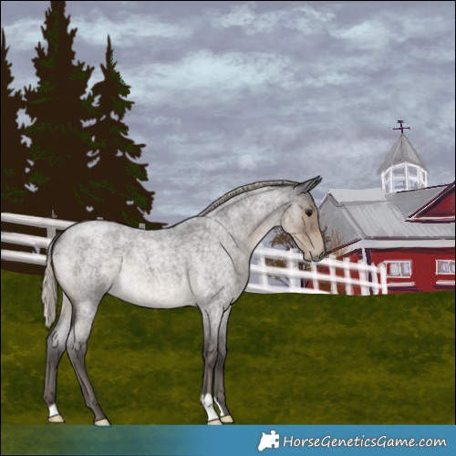 Horse Color:Silver Smoky Blue Roan