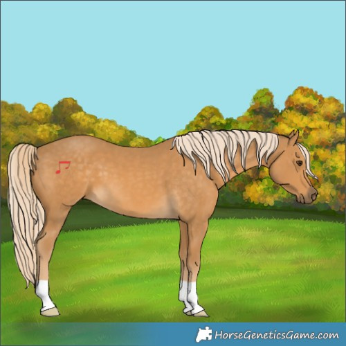 Horse Color:Palomino 