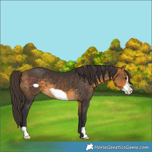 Horse Color:Buckskin Frame 