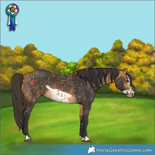 Horse Color:Buckskin and Buckskin Frame