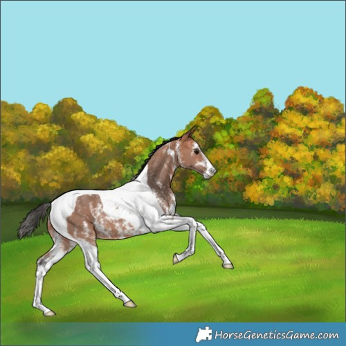 Horse Color:Bay Sabino Tobiano