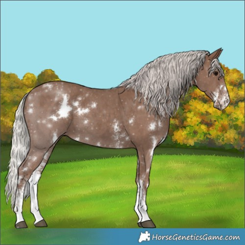 Horse Color:White Spotted Silver Black Sabino