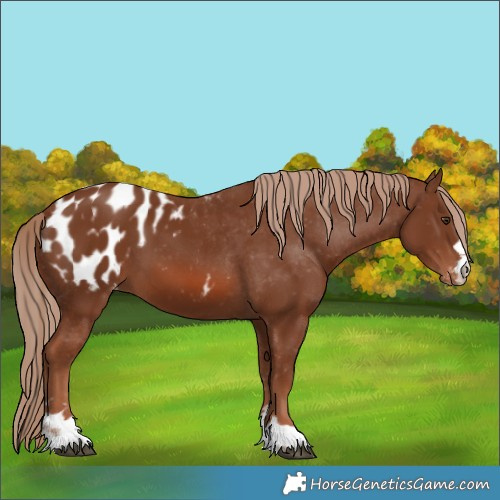 Horse Color:Chestnut Appaloosa