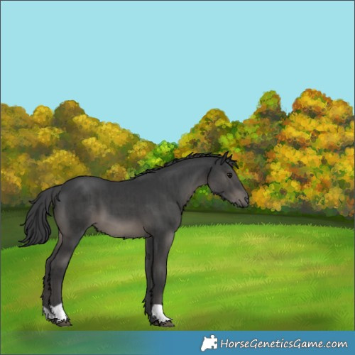 Horse Color:Black and Black