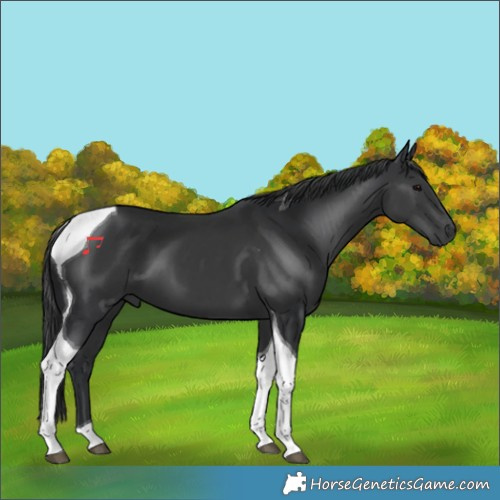 Horse Color:Black Tobiano