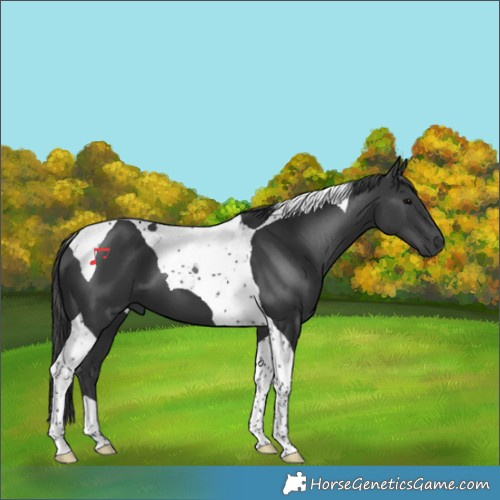Horse Color:Black Tobiano 