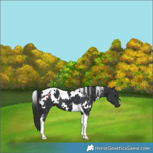Horse Color:White Spotted Black Tobiano