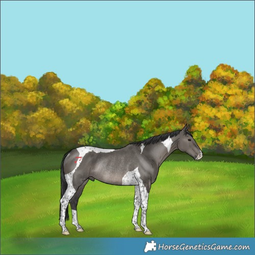 Horse Color:Grullo Tobiano Rabicano