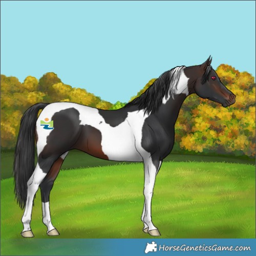 Horse Color:Brown Tobiano 