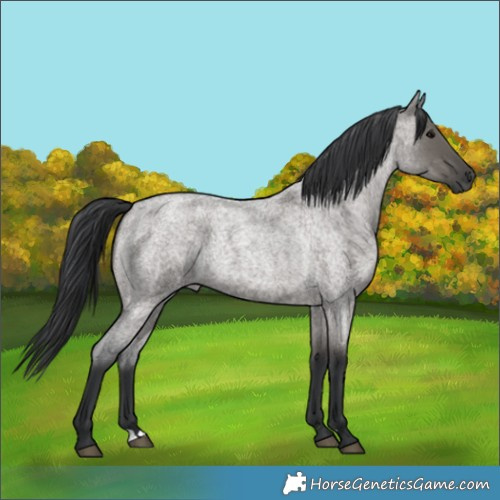 Horse Color:Grullo Roan