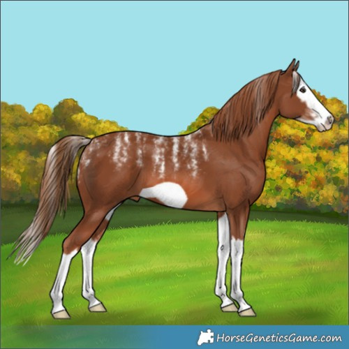 Horse Color:Powder White Chestnut Splash Frame 