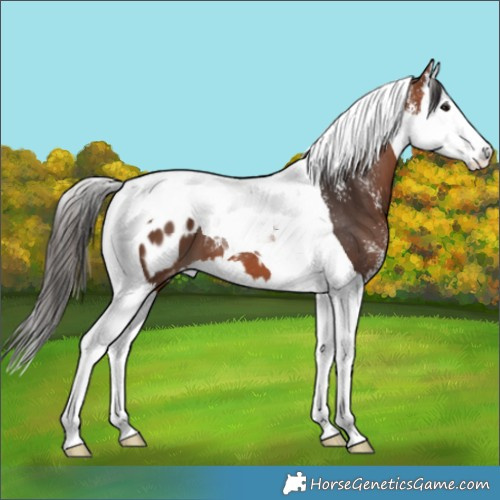Horse Color:Powder White Bay Splash Tobiano Appaloosa