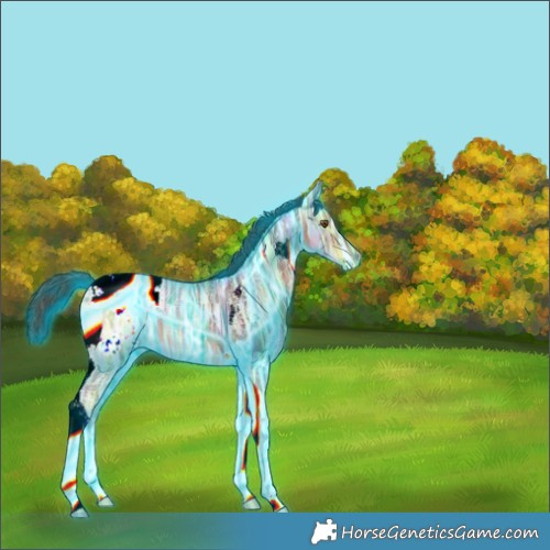 Horse Color:Unknown 