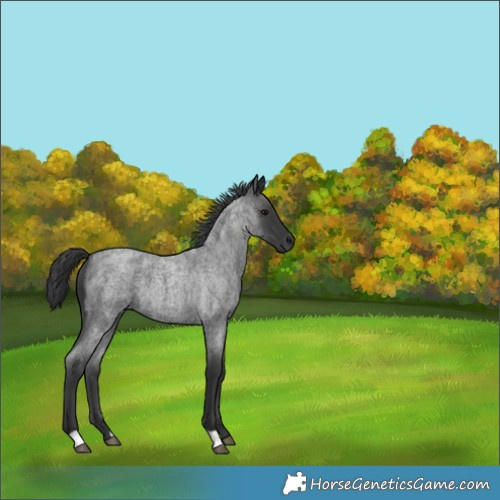 Horse Color:Unknown 