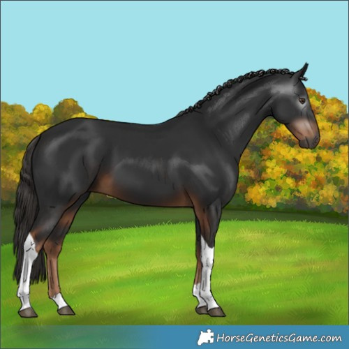 Horse Color:Gray Liver Chestnut Tobiano