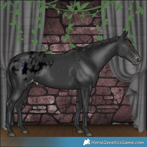 Horse Color:Void Black Appaloosa Rabicano 