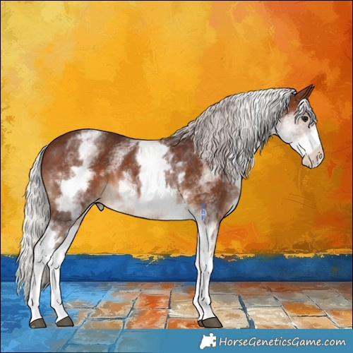 Horse Color:White Spotted Silver Brown Appaloosa