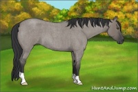 Horse Color:Unknown 