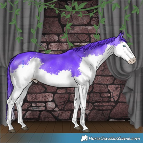 Horse Color:Watercolor Black Splash