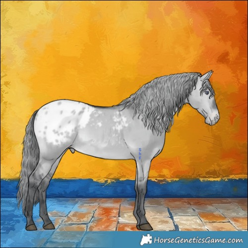 Horse Color:Brown Chinchilla Dun Merle Appaloosa 