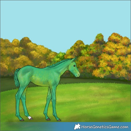 Horse Color:Unknown 