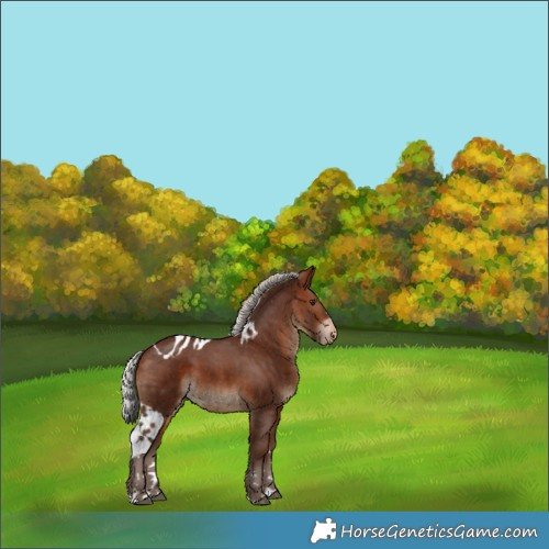 Horse Color:Silver Brown Skewed Appaloosa 