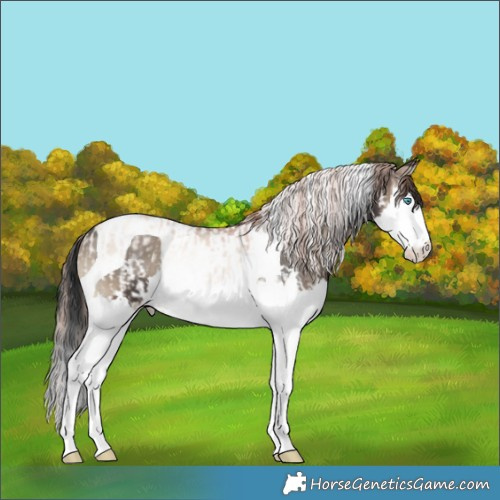 Horse Color:Gold Champagne Onyx Sabino Splash Tobiano Rabicano and Blue Onyx Splash Tobiano Rabicano