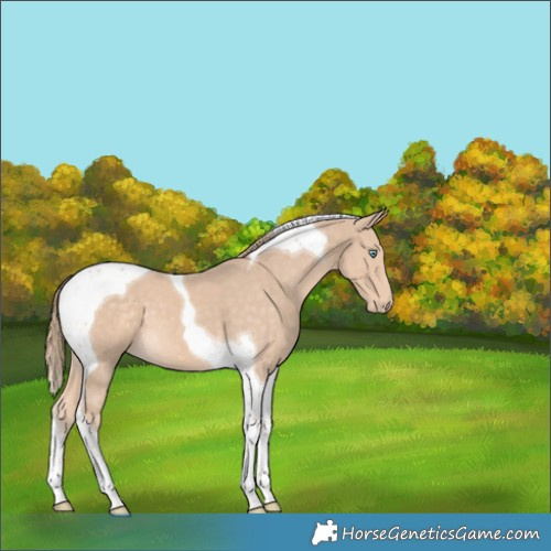 Horse Color:Perlino Tobiano 