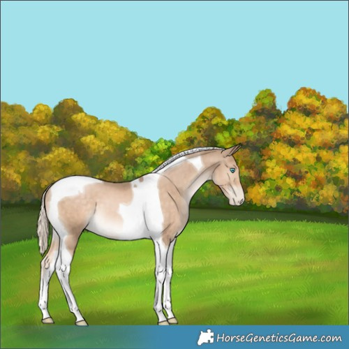 Horse Color:Chocolate Palomino Pearl Tobiano 