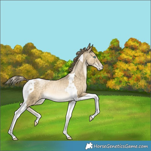 Horse Color:Buckskin Pearl Tobiano 