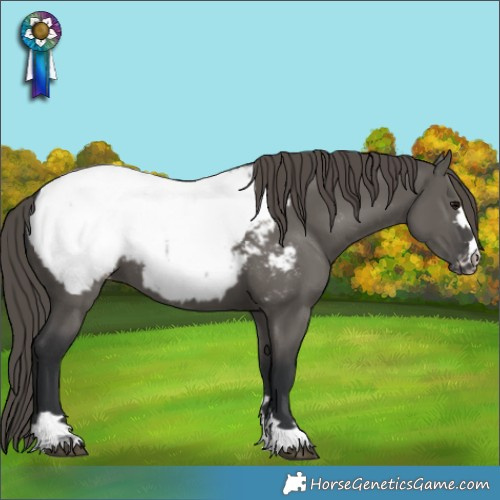 Horse Color:Grullo Appaloosa