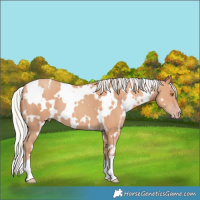 Horse Color:White Spotted Silver Classic Champagne 