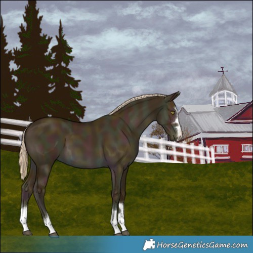 Horse Color:Midnight Palomino Dun 
