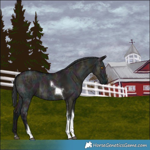 Horse Color:Midnight Grullo Ice Tobiano 