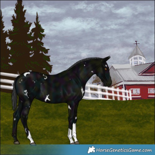 Horse Color:White Spotted Midnight Black Tobiano 