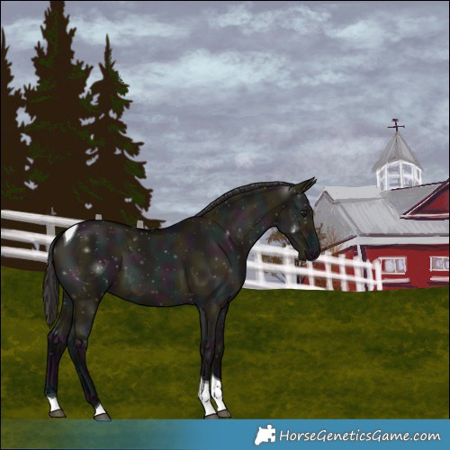 Horse Color:Midnight Smoky Grullo Tobiano 