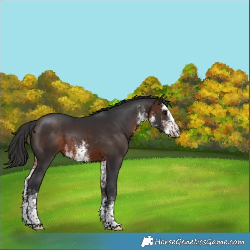 Horse Color:Unknown 