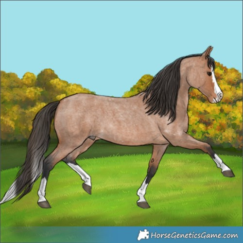 Horse Color:Bay Roan Splash