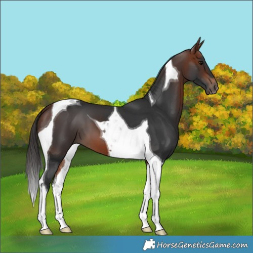 Horse Color:Bay Tobiano