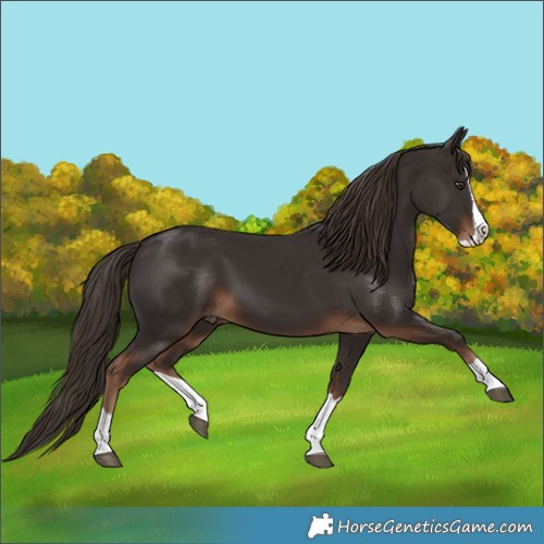 Horse Color:Liver Chestnut Splash 