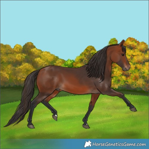 Horse Color:Bay Rabicano 