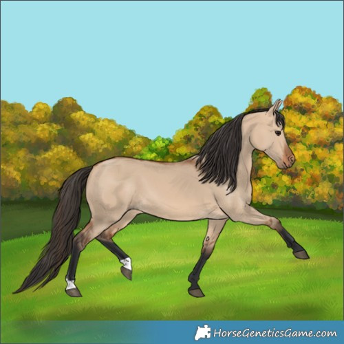 Horse Color:Bay Dun