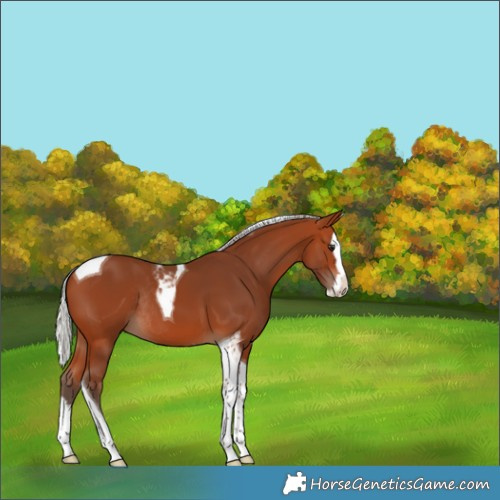 Horse Color:Silver Bay Splash Tobiano Rabicano