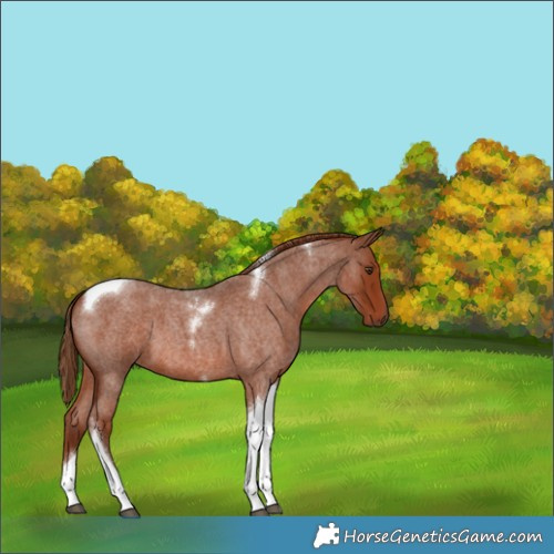Horse Color:Red Roan Tobiano