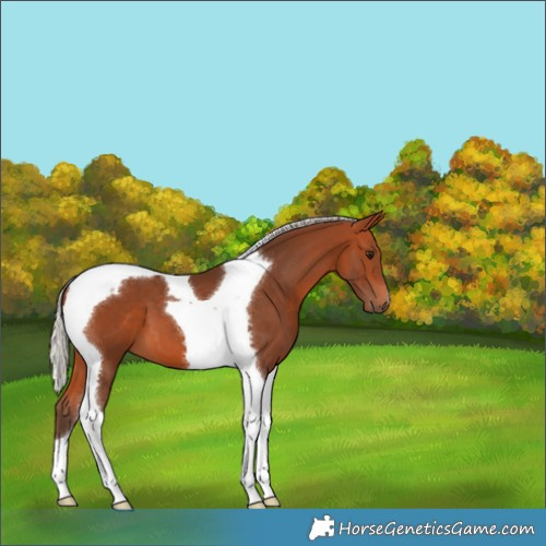 Horse Color:Silver Bay Tobiano