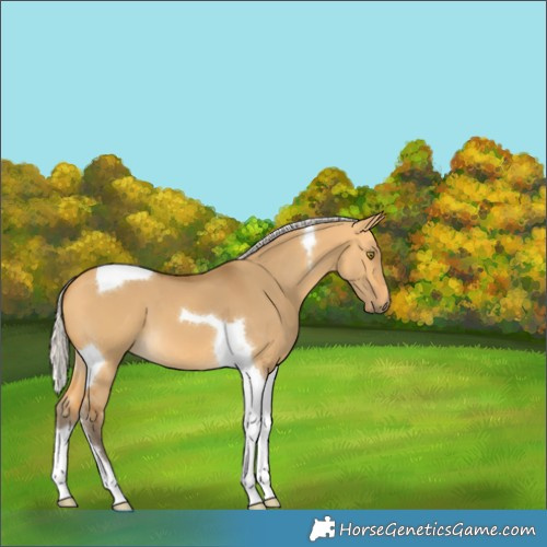 Horse Color:Silver Buckskin Dun Tobiano 