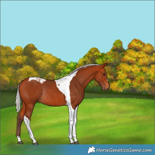 Horse Color:Silver Bay Tobiano Rabicano